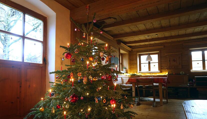 Ein Weihnachtsbaum mit echten Kerzen - da kommt bei vielen Leuten so richtig Feststimmung auf. Ein Weihnachtsbaum mit echten Kerzen - da kommt bei vielen Leuten so richtig Feststimmung auf.