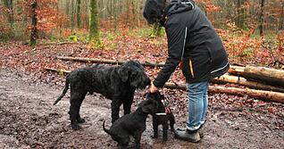 Raus geht es für die Schnauzer von Hundezüchterin Birgit Heß bei jedem Wetter – aber nicht jeden Tag auf dieselbe Gassi-Runde. Das sei für Hunde so langweilig wie für Menschen das ewig gleiche Essen. Raus geht es für die Schnauzer von Hundezüchterin Birgit Heß bei jedem Wetter – aber nicht jeden Tag auf dieselbe Gassi-Runde. Das sei für Hunde so langweilig wie für Menschen das ewig gleiche Essen.