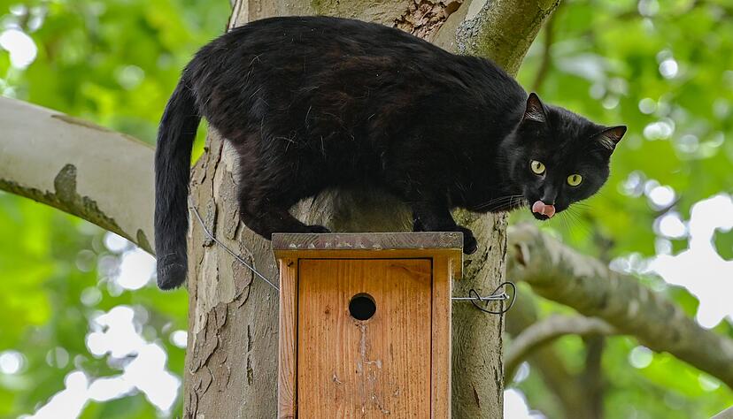 Vogelgrippe: Besonders Freigänger-Katzen in betroffenen Gebieten sind gefährdet, da sie am ehesten mit infizierten Vögeln in Kontakt kommen. Vogelgrippe: Besonders Freigänger-Katzen in betroffenen Gebieten sind gefährdet, da sie am ehesten mit infizierten Vögeln in Kontakt kommen.