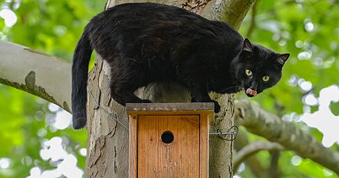 Vogelgrippe: Besonders Freigänger-Katzen in betroffenen Gebieten sind gefährdet, da sie am ehesten mit infizierten Vögeln in Kontakt kommen.
