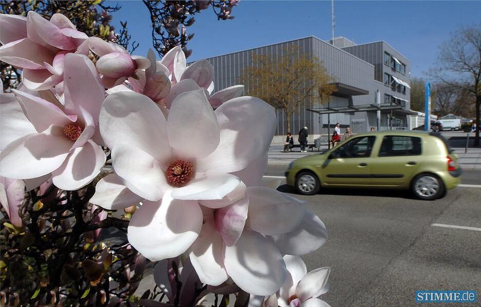 Heilbronner im Frühjahr 2010: Zum letzten Mal wecken die Magnolien auf dem Mittelstreifen der Allee Frühlingsgefühle. Im Herbst weichen sie dem Bau der Stadtbahntrasse Nord.