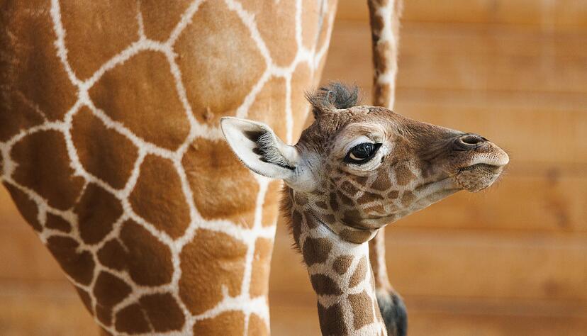 Das Giraffenjunge Kianga wurde nach seiner Geburt am 10. M&auml;rz nun der &Ouml;ffentlichkeit vorgestellt.