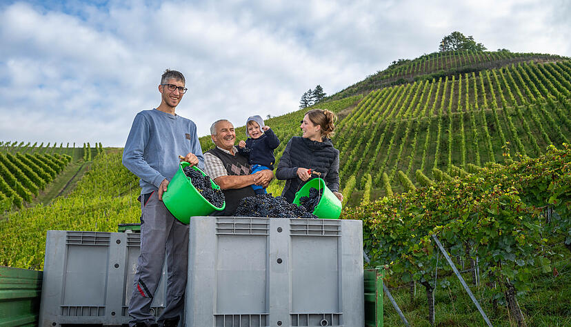 Im Wengert des Weingut Berthold geht die Traubenlese los.