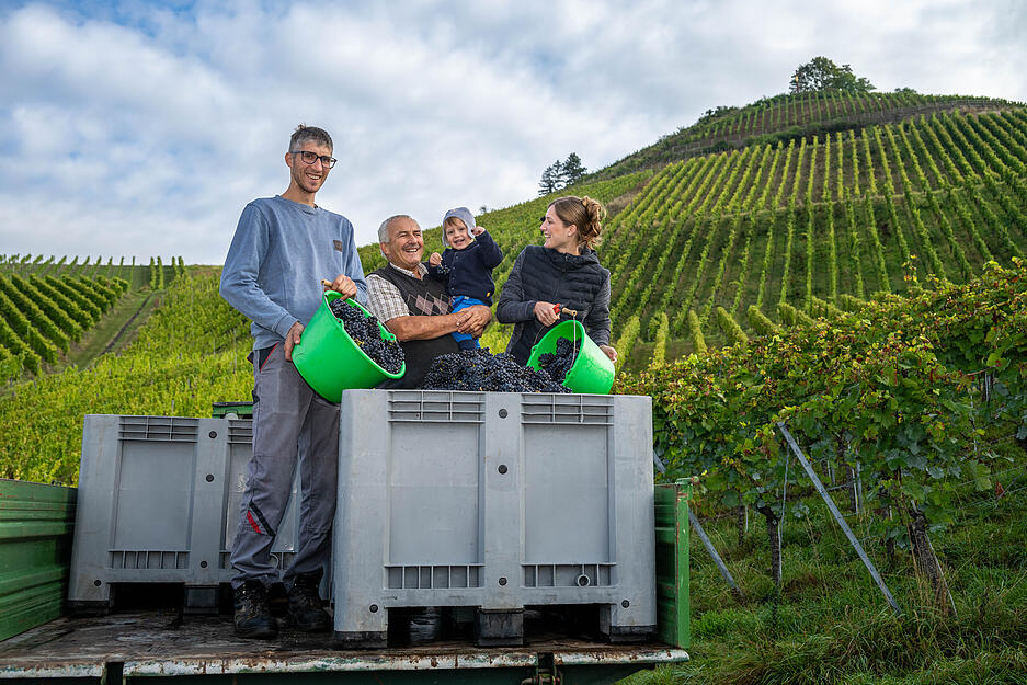Im Wengert des Weingut Berthold geht die Traubenlese los.