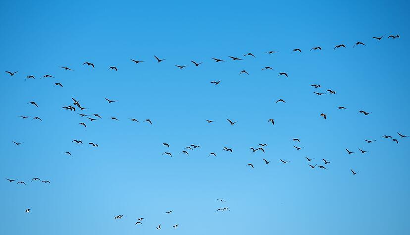 Graugänse fliegen über die Landschaft. Graugänse fliegen über die Landschaft.
