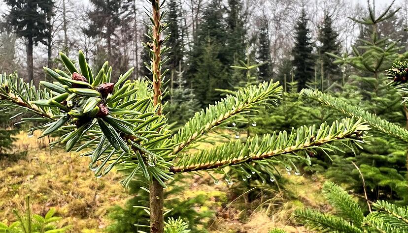 An diesen Zweigen h&auml;ngen irgendwann mal keine Wassertropfen mehr, sondern Christbaumkugeln. Daf&uuml;r werden die B&auml;ume am Tannenkopf in Grombach angebaut.