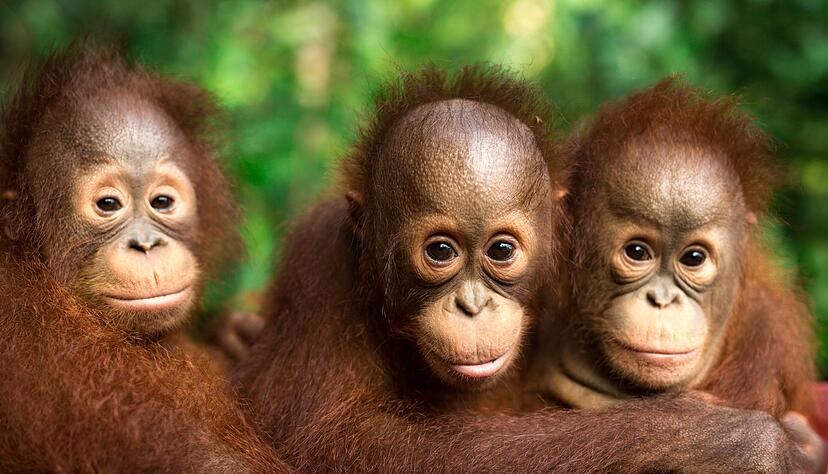 Am 19. August ist Welt-Orang-Utan-Tag. Am 19. August ist Welt-Orang-Utan-Tag.