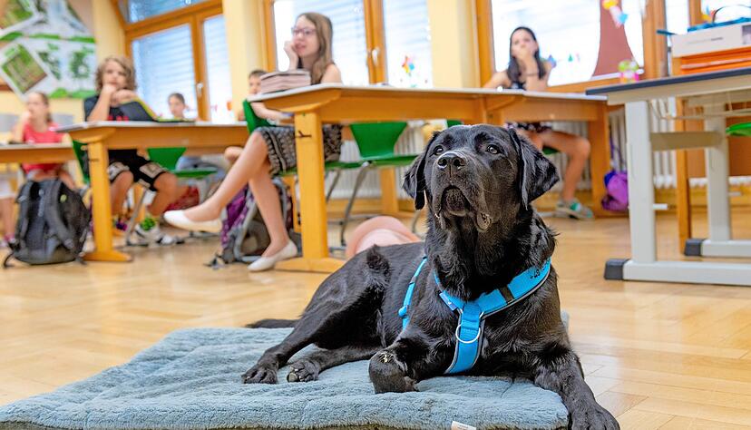 Gern gesehener Gast im Klassenzimmer der Viertklässler: Auch wenn Schulhund Loki noch in Ausbildung ist, darf er bis zu zwei Stunden am Tag dabei sein.