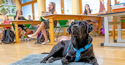 Gern gesehener Gast im Klassenzimmer der Viertklässler: Auch wenn Schulhund Loki noch in Ausbildung ist, darf er bis zu zwei Stunden am Tag dabei sein.