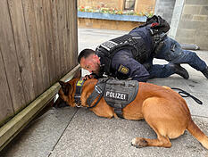 Gemeinsam mit seinem Hundef&uuml;hrer ist "Jax" in Heilbronn im Einsatz.