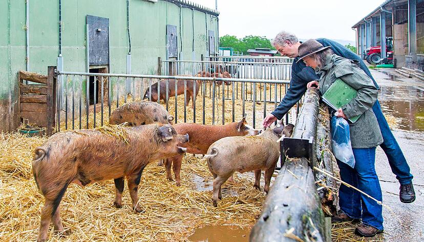 Amtstierärztin Nicole Leber macht sich im Beisein von Hofbesitzer Michael Schäfer ein Bild von den Duroc-Schweinen.
Foto: Bihr Amtstierärztin Nicole Leber macht sich im Beisein von Hofbesitzer Michael Schäfer ein Bild von den Duroc-Schweinen.
Foto: Bihr