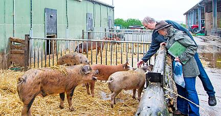 Amtstierärztin Nicole Leber macht sich im Beisein von Hofbesitzer Michael Schäfer ein Bild von den Duroc-Schweinen.
Foto: Bihr