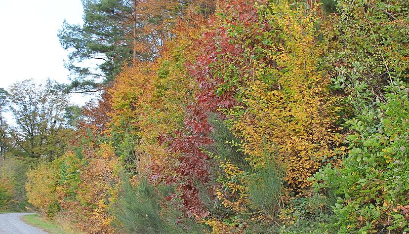 Welch eine Farbenpracht im herbstlichen Wald. Das Blutrot der Roteiche sticht hervor.