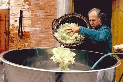 Bernulf Schlauch wirft die frisch geernteten Holunderbl&uuml;ten in den Stahltank. Dann gibt er Wasser, Zucker und Zitronens&auml;ure dazu und r&uuml;hrt den Sud mit dem Schrubber um. Jeder Holunderzauber nimmt so seinen Anfang.Fotos: Ralf Reichert