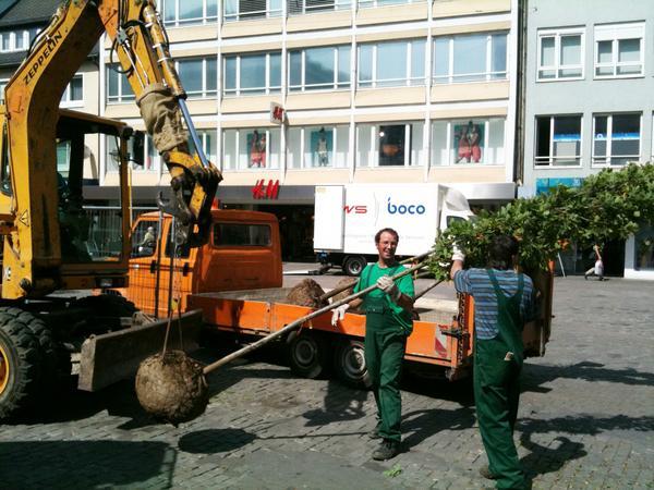 Probebäume auf Kiliansplatz | 10.05.