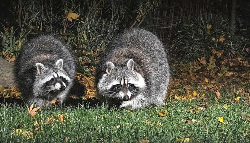 Der Waschb&auml;r wird in der D&auml;mmerung aktiv. Er hat einen buschigen Schwanz, graues Fell und eine charakteristische Gesichtsmaske.
