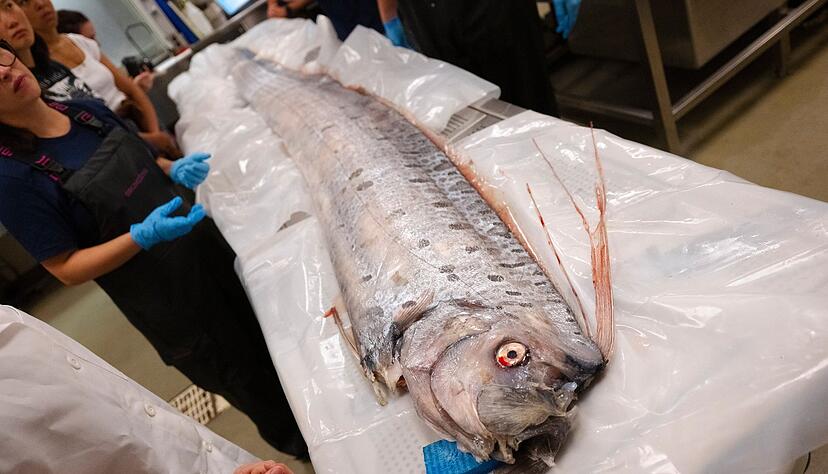 Bisher sind Riemenfische nur wenig untersucht. Bisher sind Riemenfische nur wenig untersucht.