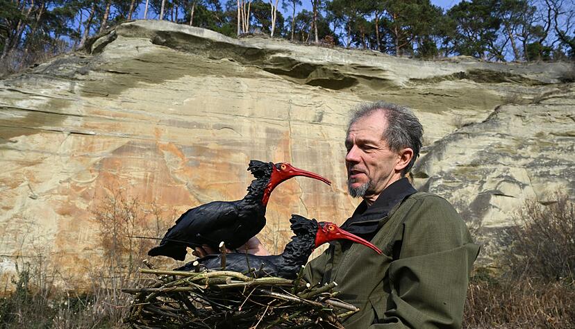 Biologe Johannes Fritz vom Waldrapp-Team hält ein Nest in den Händen, auf denen zwei Waldrapp-Attrappen angebracht sind.