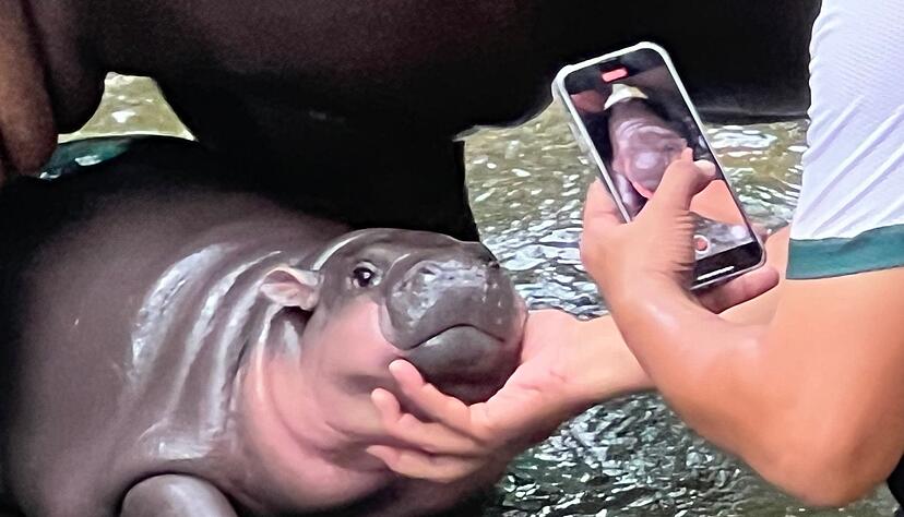 Mit ihren Pausbacken und ihrer s&uuml;&szlig;en Mimik eroberte Moo Deng im vergangenen Jahr die Herzen und das Internet.