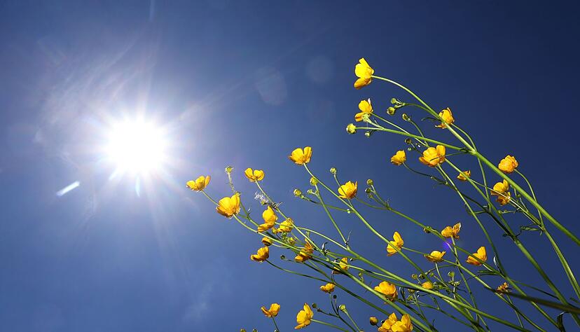 Butterblumen im Sonnenschein.
