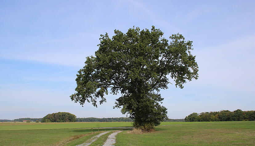 Majestätisch überragt ein Eichensolitär auf der Hohenloher Ebene in den Himmel. Foto: Barbara Griesinger Majestätisch überragt ein Eichensolitär auf der Hohenloher Ebene in den Himmel. Foto: Barbara Griesinger