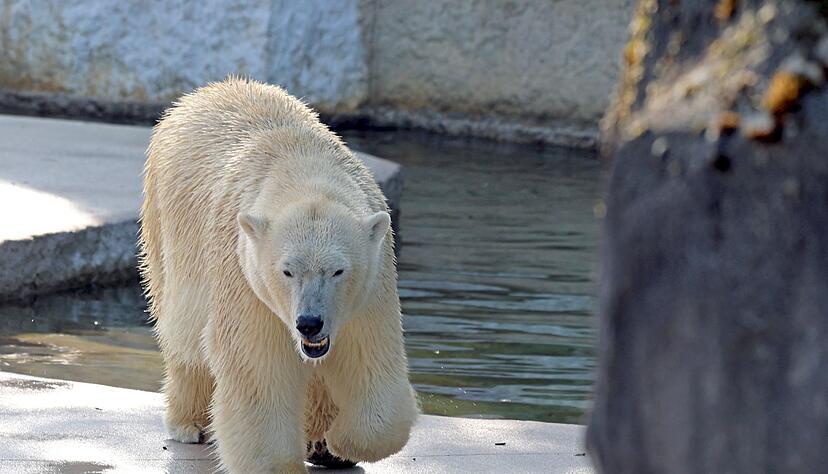 Der Nachwuchs (nicht im Bild) der Eisb&auml;rin Nuka hat die Silvesternacht wohl gut &uuml;berstanden. (Archivbild)