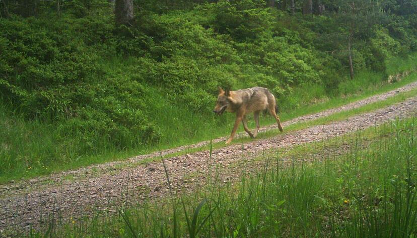 Der Wolfsr&uuml;de GW2672m in einer Aufnahme der Forstlichen Versuchs- und Forschungsanstalt Baden-W&uuml;rttemberg.