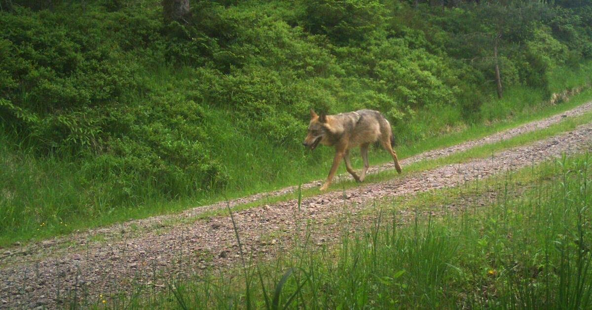 Conspicuous Black Forest wolf may be shot