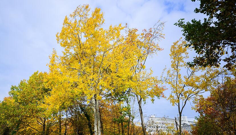 Eine Zitterpappel (Populus tremula) - auch Espe oder Aspe genannt - steht an einem Parkplatz. Die Zitterpappel ist Baum des Jahres 2026.