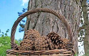 Eine M&ouml;glichkeit f&uuml;r Kinder, ihr Taschengeld aufzubessern: Zapfen im Garten sammeln und verkaufen.
