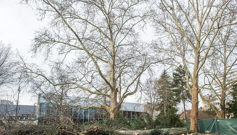 Diese beiden markanten Platanen sind von den Fällarbeiten nicht betroffen. Sie bleiben dem Park erhalten. Foto: Berger Diese beiden markanten Platanen sind von den Fällarbeiten nicht betroffen. Sie bleiben dem Park erhalten. Foto: Berger