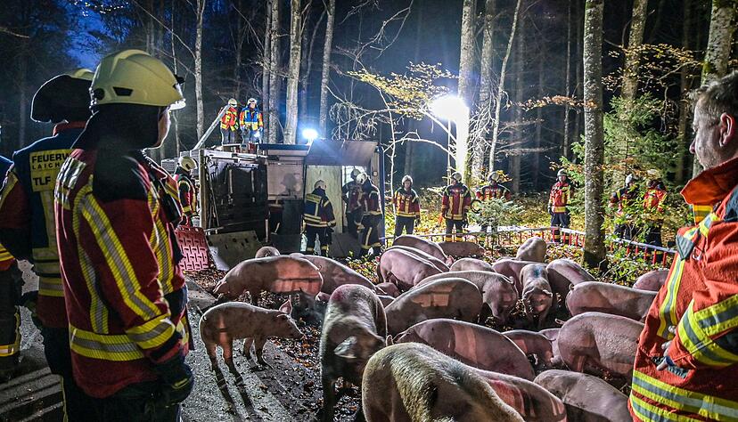 Nach dem Unfall des Schweinetransporters kümmern sich Rettungskräfte um die Tiere Nach dem Unfall des Schweinetransporters kümmern sich Rettungskräfte um die Tiere