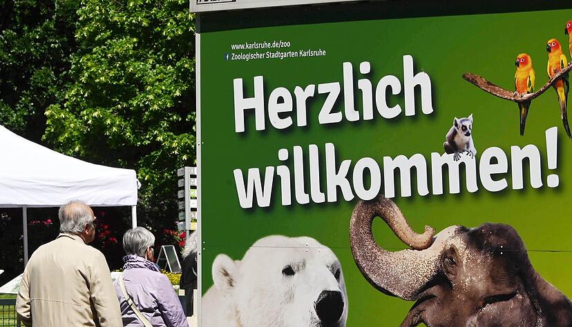 Der Karlsruher Zoo wirbt unter anderem mit den Eisb&auml;ren. (Archivbild)