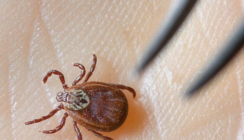 Zecken sind inzwischen ganzj&auml;hrig aktiv, sie erobern selbst k&uuml;hle Berglagen und verbreiten das FSME-Virus in ganz Deutschland.(Symboldbild)