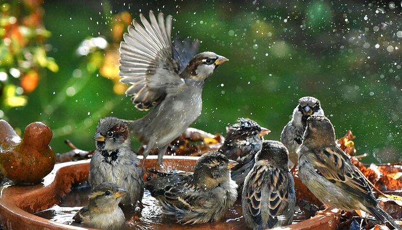 Haussperlinge sind immer in der Gruppe unterwegs und brauchen deshalb Nistpl&auml;tze und Nahrung f&uuml;r viele V&ouml;gel. (Symbolbild)