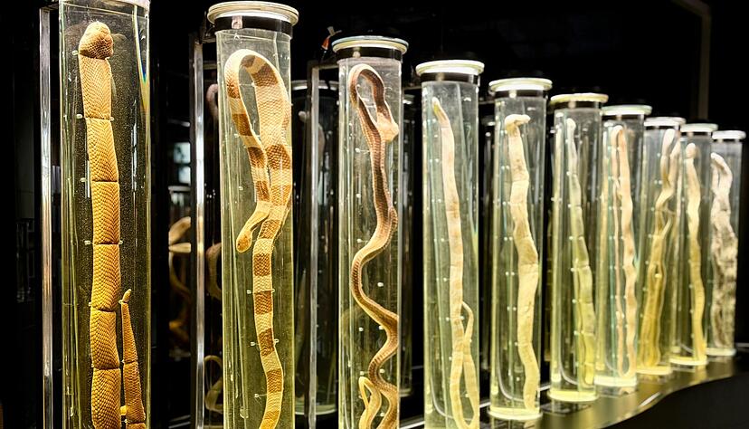 Im angegliederten Schlangenmuseum k&ouml;nnen Besucher alles &uuml;ber die faszinierenden Tiere lernen.