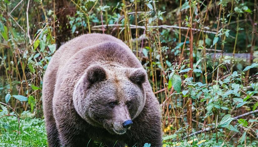 B&auml;rin Gaia kommt sp&auml;ter und ihr Gehege wird teurer als geplant. (Archibild)