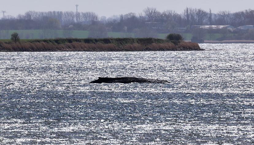 Sein K&ouml;rpergewicht dr&uuml;ckt den aus dem Wasser ragenden Wal tiefer in den Meeresgrund.