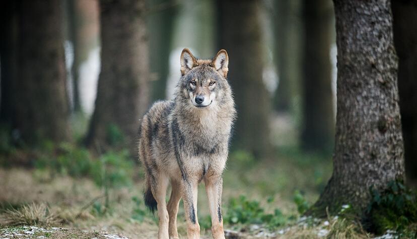 Auch in Deutschland könnten Wölfe bald leichter abgeschossen werden. (Archivbild) Auch in Deutschland könnten Wölfe bald leichter abgeschossen werden. (Archivbild)