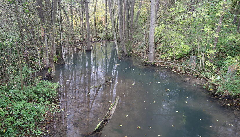 Fischer beklagen aufgestautes Wasser vor Biberd&auml;mmen, wie hier am Goldbach bei D&ouml;rzbach: Fische, die flie&szlig;endes Wasser brauchen, k&ouml;nnten hier nicht gedeihen.