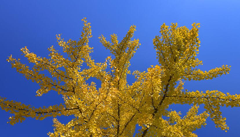 Ginkgos gehören weder zu den Laub- noch zu den Nadelbäumen. (Archivbild) Ginkgos gehören weder zu den Laub- noch zu den Nadelbäumen. (Archivbild)