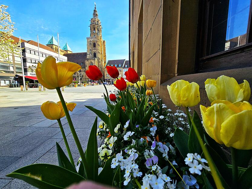 Die Tulpen blühen. Die Tulpen blühen.