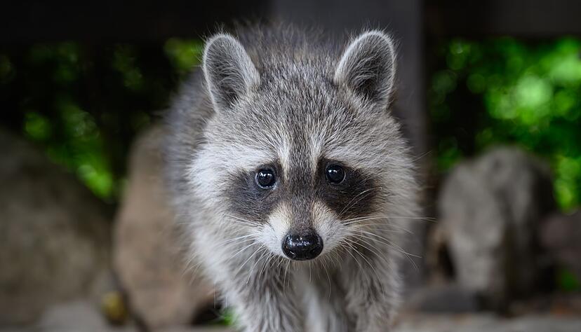 Die Zahl der Waschb&auml;ren w&auml;chst in Baden-W&uuml;rttemberg so stark, dass aus Sicht des Landes mehr gejagt werden muss. (Archivbild)