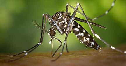Eine weibliche Asiatische Tigermücke (Aedes albopicts). Foto: James Gathany/Centers for Disease Control and Prevention's/dpa
