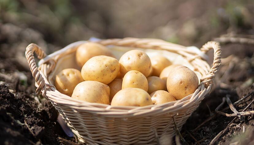 Ein Korb mit Kartoffeln der Sorte &laquo;Gala&raquo; steht auf einem Feld in Th&uuml;ringen. (Foto: Archiv)