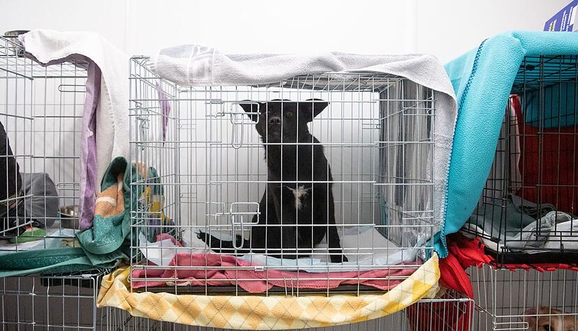 Viele Menschen flüchten mit ihren Haustieren aus der Ukraine.