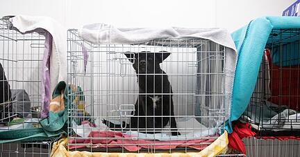 Viele Menschen flüchten mit ihren Haustieren aus der Ukraine.