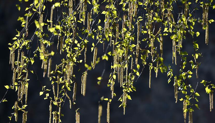 Birken z&auml;hlen zu den B&auml;umen, deren Pollen am h&auml;ufigsten Allergien ausl&ouml;sen.