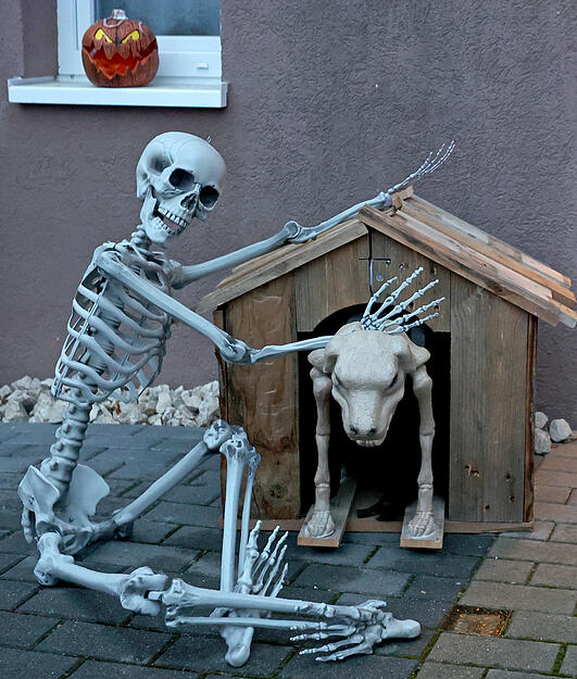 Dieser Hund hat wohl schon seine besten Zeiten hinter sich.