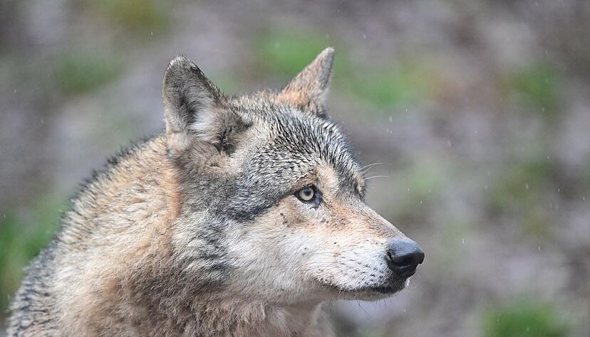 Ein Wolf verletzt eine Frau in der Einkaufsmeile Gro&szlig;e Bergstra&szlig;e. (Symbolbild)